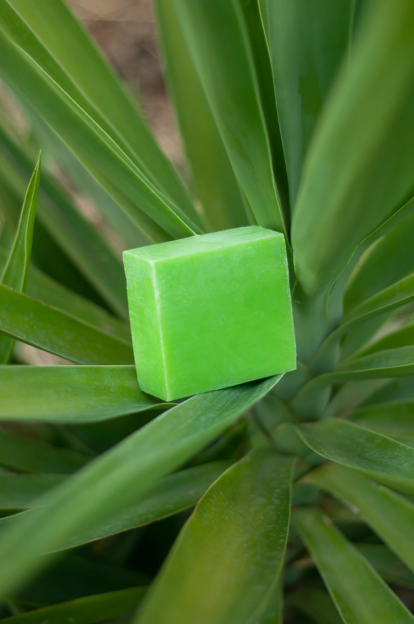 Aloe Vera Seife ca.150g, empfohlen bei Ekzemen, Neurodermitis, Herpes und Schuppenflechten - paos-naturkosmetik